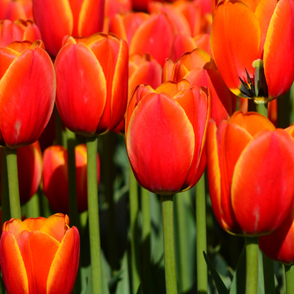 Tulip Bulbs - Apeldoorn